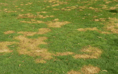 Vecino tira lejía en mi jardín, replantación.